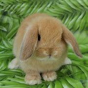 Image result for Blue Holland Lop Bunny