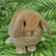 Image result for Baby Holland Lop Bunnies