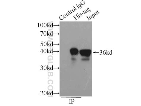 6*His, His-Tag antibody (66005-1-PBS) | Proteintech