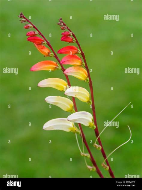 Spanish firecracker vine (Ipomoea lobata), love vine, or fire vine ...