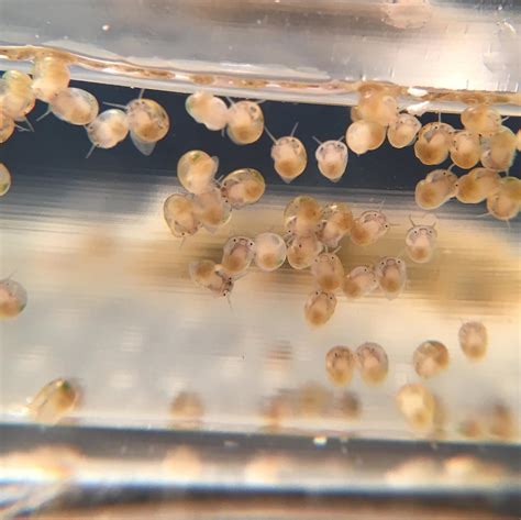 Mystery Snail Egg Development | Florida Mystery Snails
