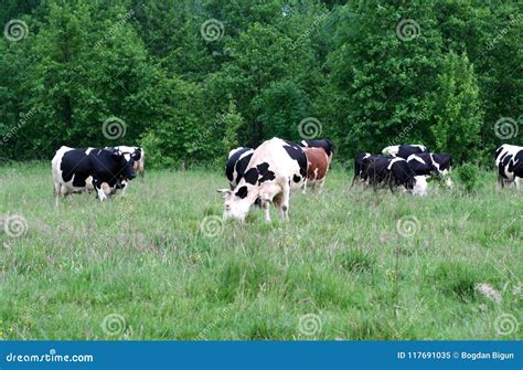 Cow on the field stock image. Image of rural, farmers - 117691035