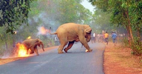 To Reduce Human-Animal Conflict, Uttarakhand Plans Bio-Fences Using ...