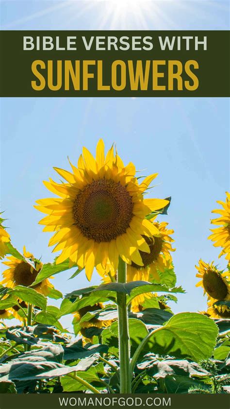 What Do Sunflowers Mean Biblically at Ramona Zielinski blog