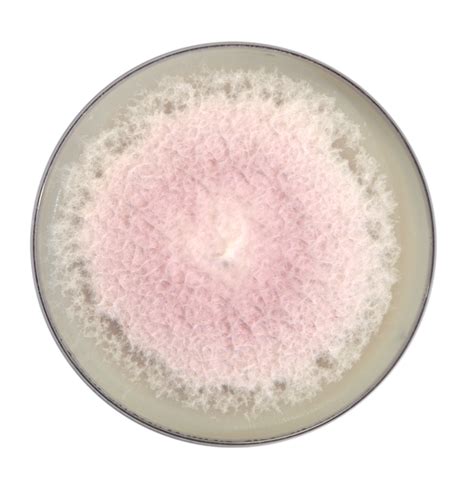 Metarhizium Anisopliae Dextrose Carrier - anbr