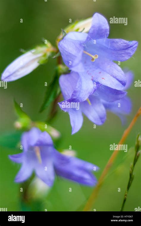 Springtime Flowers 的图像结果