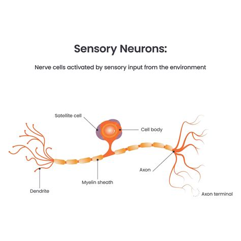The Cell Bodies Of Sensory Neurons Are Located In