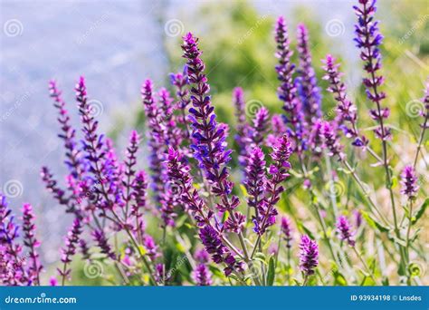 Salvia, Purple Summer Flower Of Meadow Sage Plant Background Royalty ...