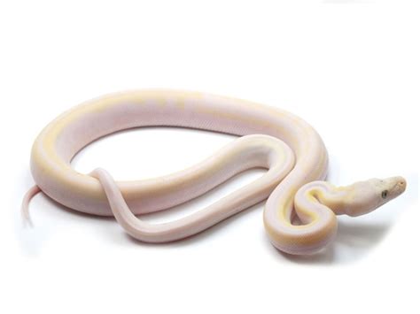 Image result for Cow Spot Reticulated Python