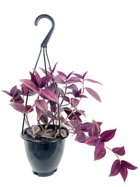 How Long Do Wandering Jew Plants Live? (Answered)