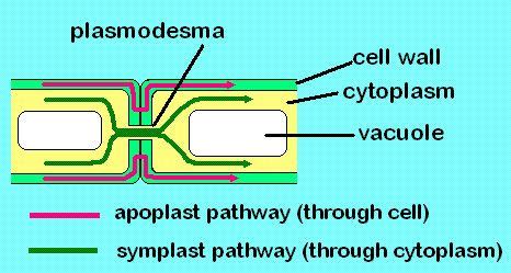 Image result for Apoplastic Pathway Model Kit