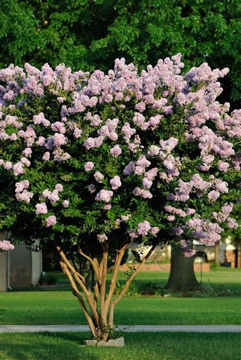 Pruning Crepe Myrtle Shrub at Maddison Loch blog