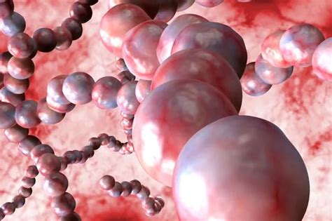 STREP 的图像结果