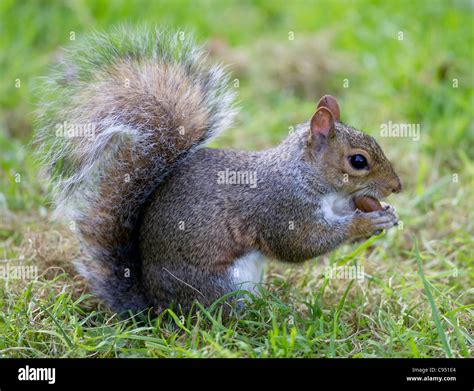 Squirrel With Acorn Stock Photos & Squirrel With Acorn Stock Images - Alamy