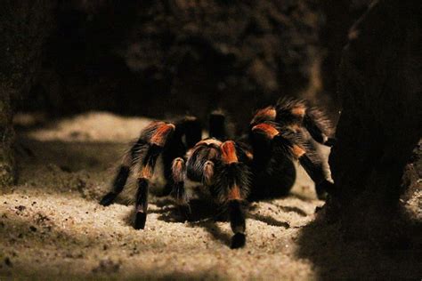 Types of Tarantulas: The 20 Best Tarantulas as Pets - The Pet Savvy