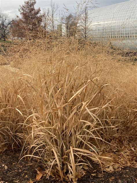 Panicum virgatum 'Northwind' - Switch Grass | Myriad Botanical Gardens ...