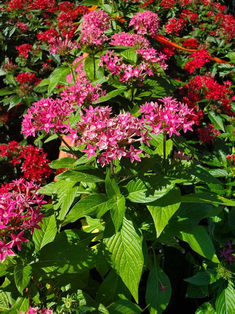 What Colors Do Penta Flowers Come In