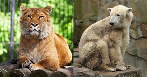 11 Strange Animal Hybrids That Will Boggle Your Mind