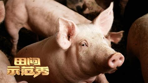 农户遭遇养猪难题？解决这些问题彻底告别产仔少！丨「田间示范秀」20211117 - YouTube