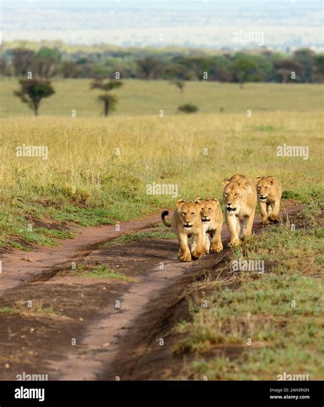 Lion pride (scientific name: Panthera leo, or "Simba" in Swaheli) in ...