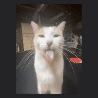 Image result for Cat Coding at Computer