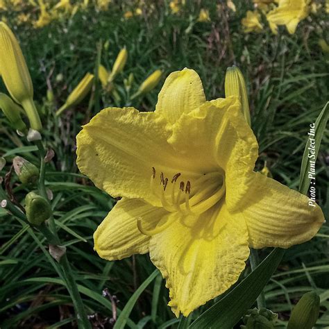 Pépinière.ca | Hemerocallis ‘Happy Returns’