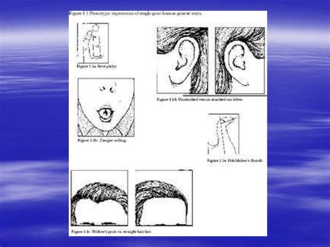 Genetics Biology Examples 的图像结果