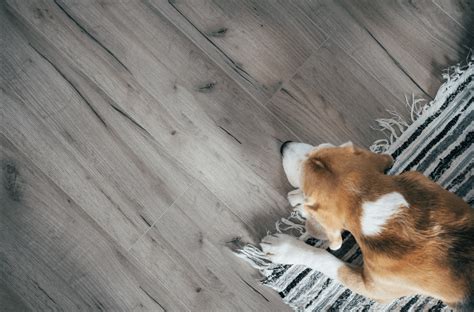 Old Dog Slipping on the Hardwood Floor? 15 Ways to Stop It - Dog ...