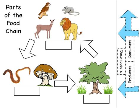 Lion Food Chain