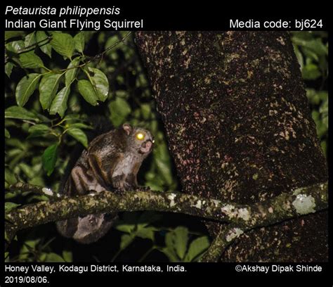 Petaurista philippensis Elliot, 1839 - Indian Giant Flying Squirrel ...
