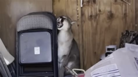 Mountain Lion Eats Coyote 的图像结果