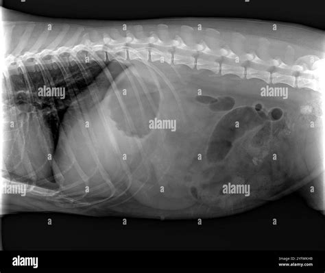 Dog X-ray abdomen Stock Photo - Alamy
