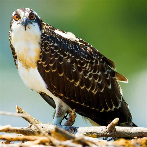 BARBARA O'CONNOR on LinkedIn: This