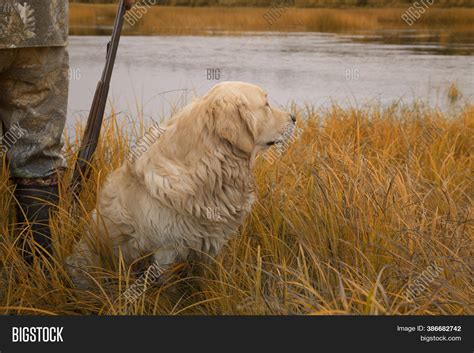 Duck Hunting Golden Retrievers