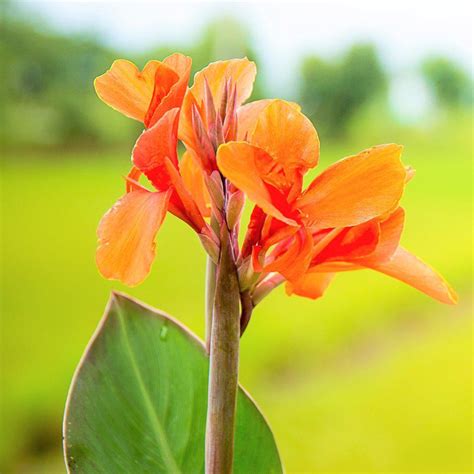 Cannas Planting Guide – Easy To Grow Bulbs