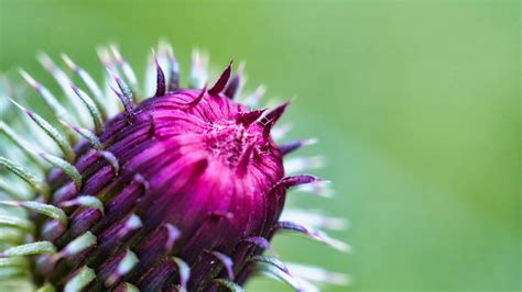 Wallpaper thistle, plant, bud, macro hd, picture, image