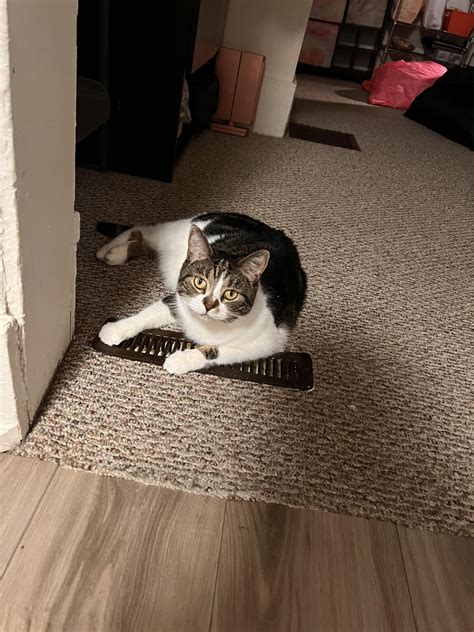 you’ll always find biggie on a heating vent : r/TheCatTrapIsWorking