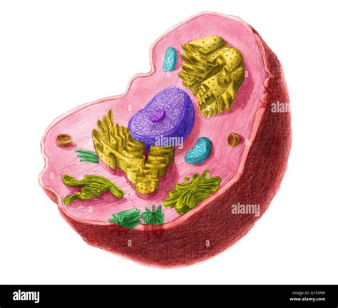 An Animal Cell Has The Following Except : Here S How Plant And Animal ...