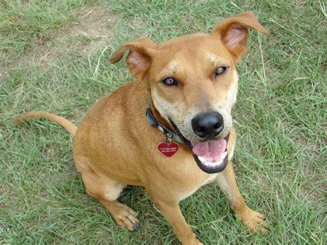 Donations – Happy Faces Pet Ranch