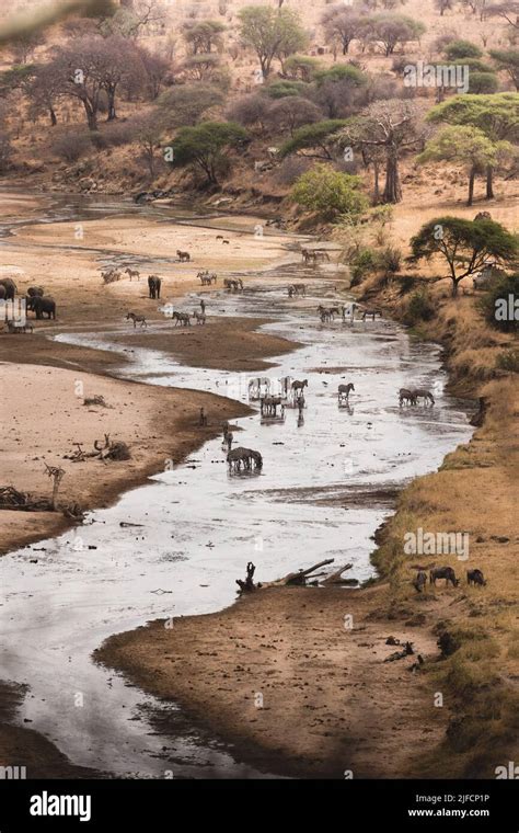 Nature Animals 的图像结果