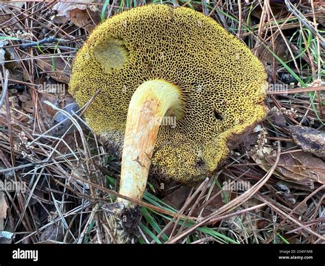 Suede Bolete (Xerocomus subtomentosus Stock Photo - Alamy