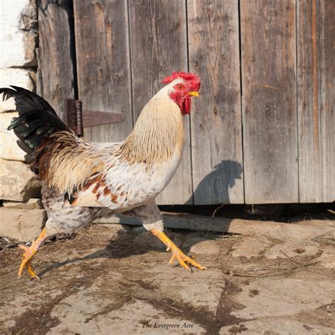 Can You Eat Rooster? A complete guide to eating rooster | The Evergreen ...