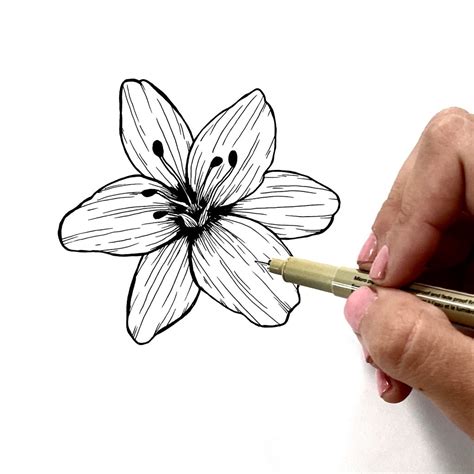 How To Draw A Lily Flower How To Draw A Lily Flower, Realistic Lily