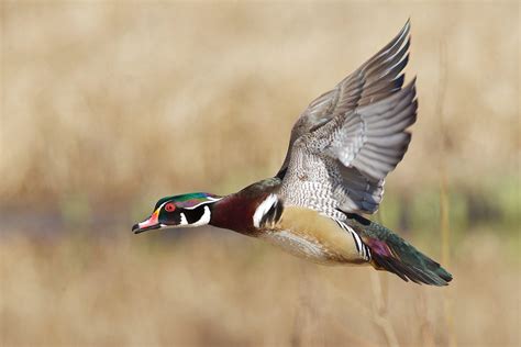 Wood Duck Wallpapers - Wallpaper Cave