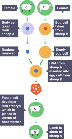 Cloning Examples 的图像结果