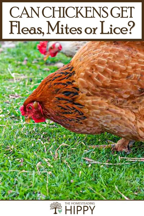 So, Can Chickens Get Fleas, Mites or Lice?