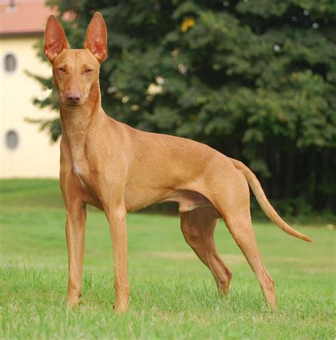 Cirneco dell’Etna - Temperament, Lifespan, Shedding, Puppy