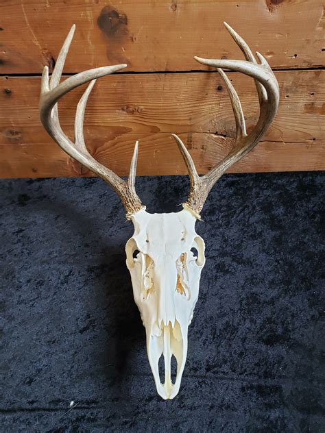 Whitetail Deer Skull Mount