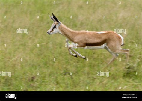 Image result for Springbok Running