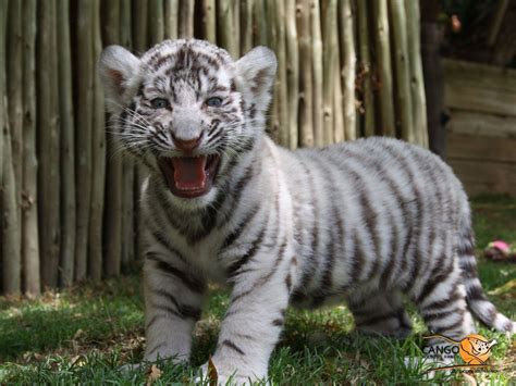 White Tiger Cubs Wallpapers